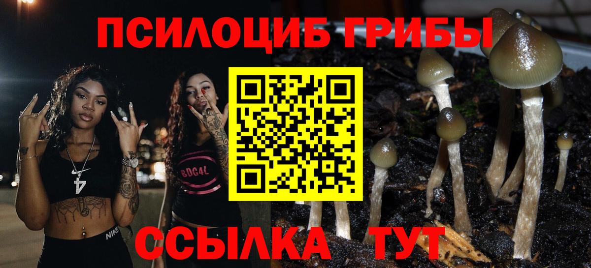 Галлюциногенные грибы Psilocybe  Вход с VPN  Ессентуки 